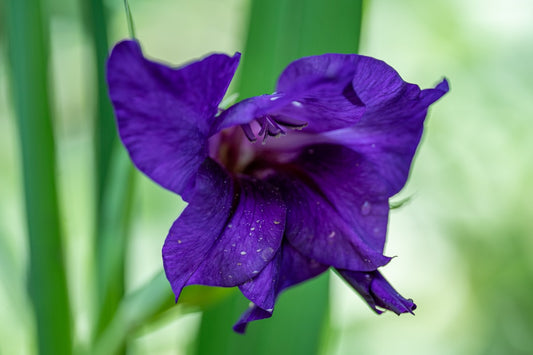 une-fleur-violette-avec-des-gouttelettes-deau-dessus-pkO2OzxnNBE