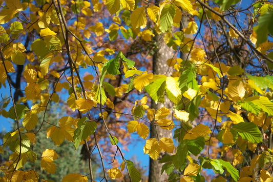 un-arbre-aux-feuilles-jaunes-et-un-ciel-bleu-en-arriere-plan-s_ACctfuRgk