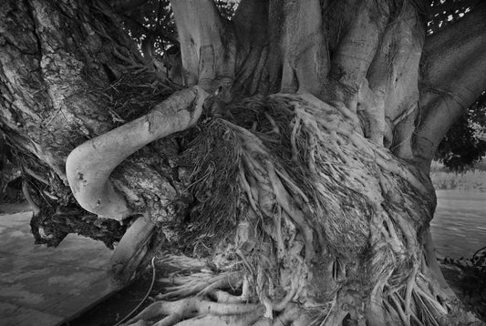 un-tres-grand-arbre-avec-de-tres-longues-branches-RIWSi4I99Ks