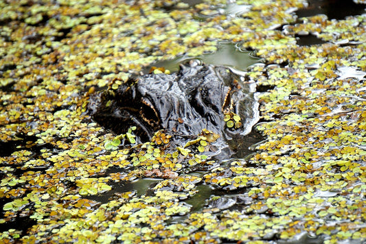 un-alligator-est-immerge-dans-un-etang-deau-M3zvSRW7Xmo