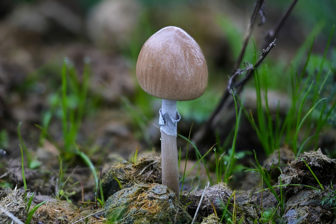 un-gros-plan-dun-petit-champignon-sur-le-sol-TisZNUKVi6g