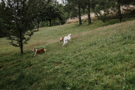 deux-chiens-courant-dans-un-champ-herbeux-avec-des-arbres-en-arriere-plan-WThdANL29s8