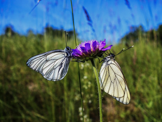 deux-papillons-blancs-assis-sur-une-fleur-violette-cjH-GkZsqXk