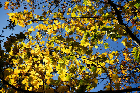 un-arbre-aux-feuilles-jaunes-et-un-ciel-bleu-en-arriere-plan-GmvsC1GFlyQ