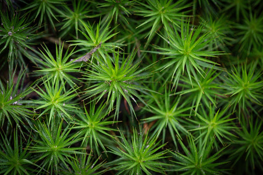 un-gros-plan-dune-plante-avec-beaucoup-de-feuilles-vertes--NsErCvPQ3Y