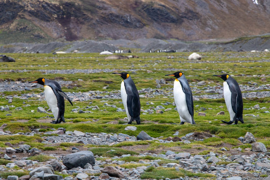 un-groupe-de-pingouins-marchant-dans-un-champ-rocheux-0xS5SoBeLsc