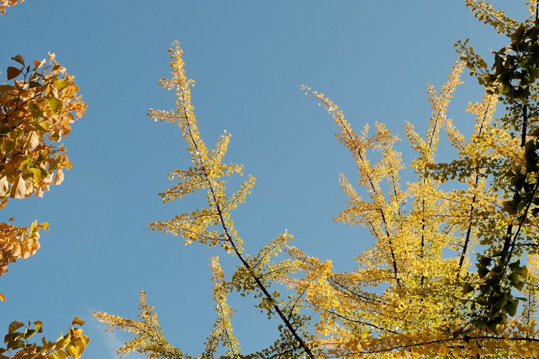 un-ciel-bleu-clair-est-visible-a-travers-les-feuilles-dun-arbre-2UlrSPbQwKk