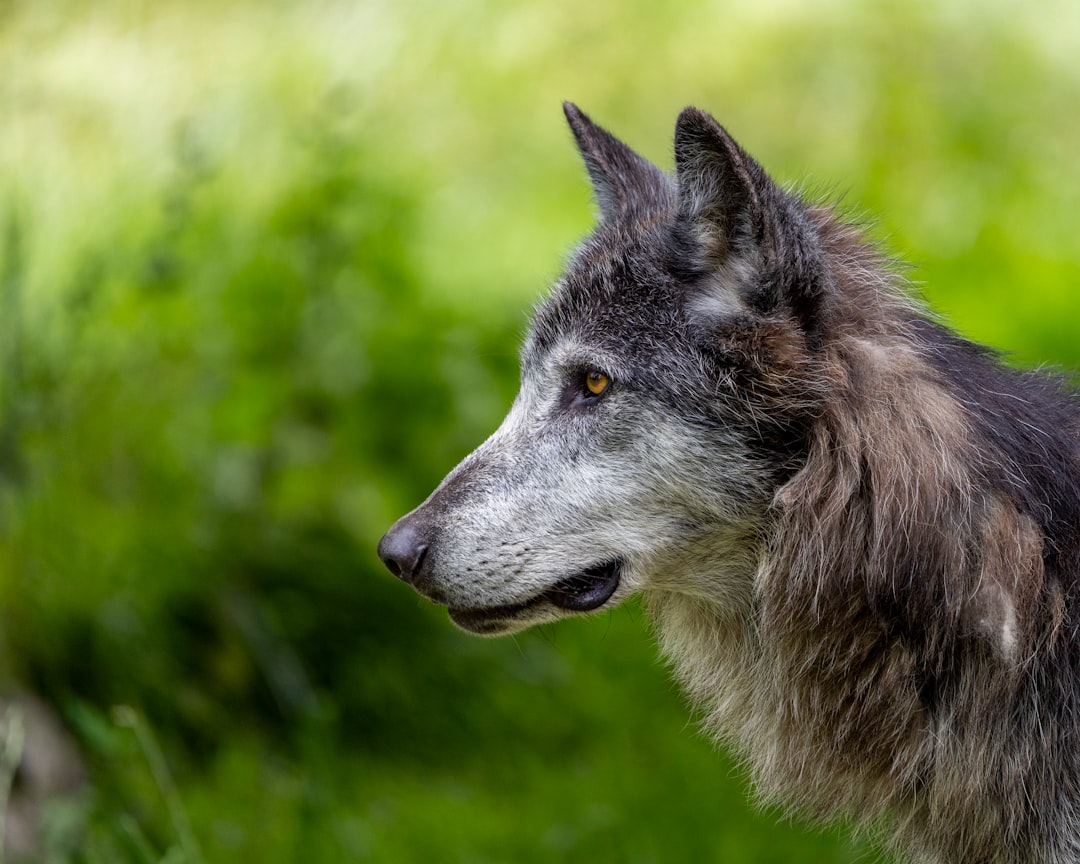 un-gros-plan-dun-chien-avec-un-arriere-plan-flou-Om6qu11dpM0