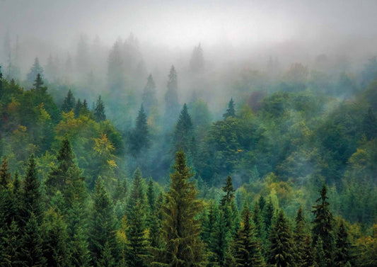 affiche d'une photo de forêt verte et brumeuse