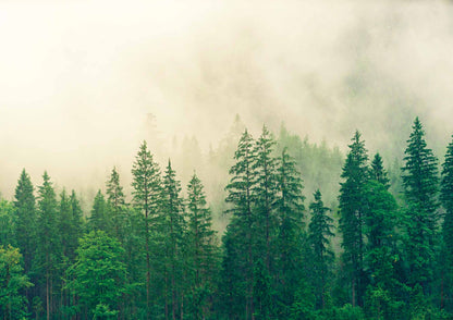 affiche d'une photo de forêt verte et brumeuse